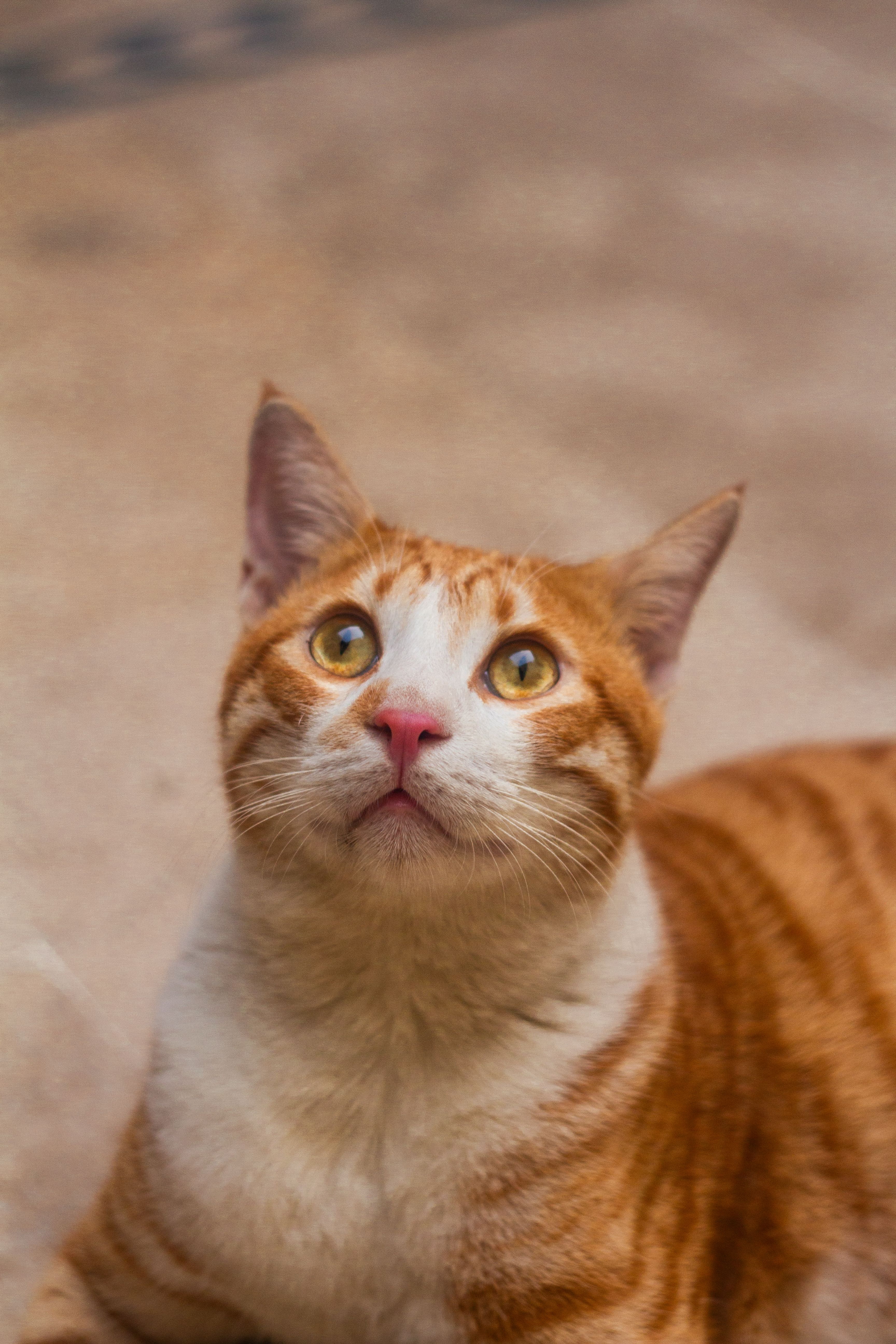 茶トラ猫のきなこ
