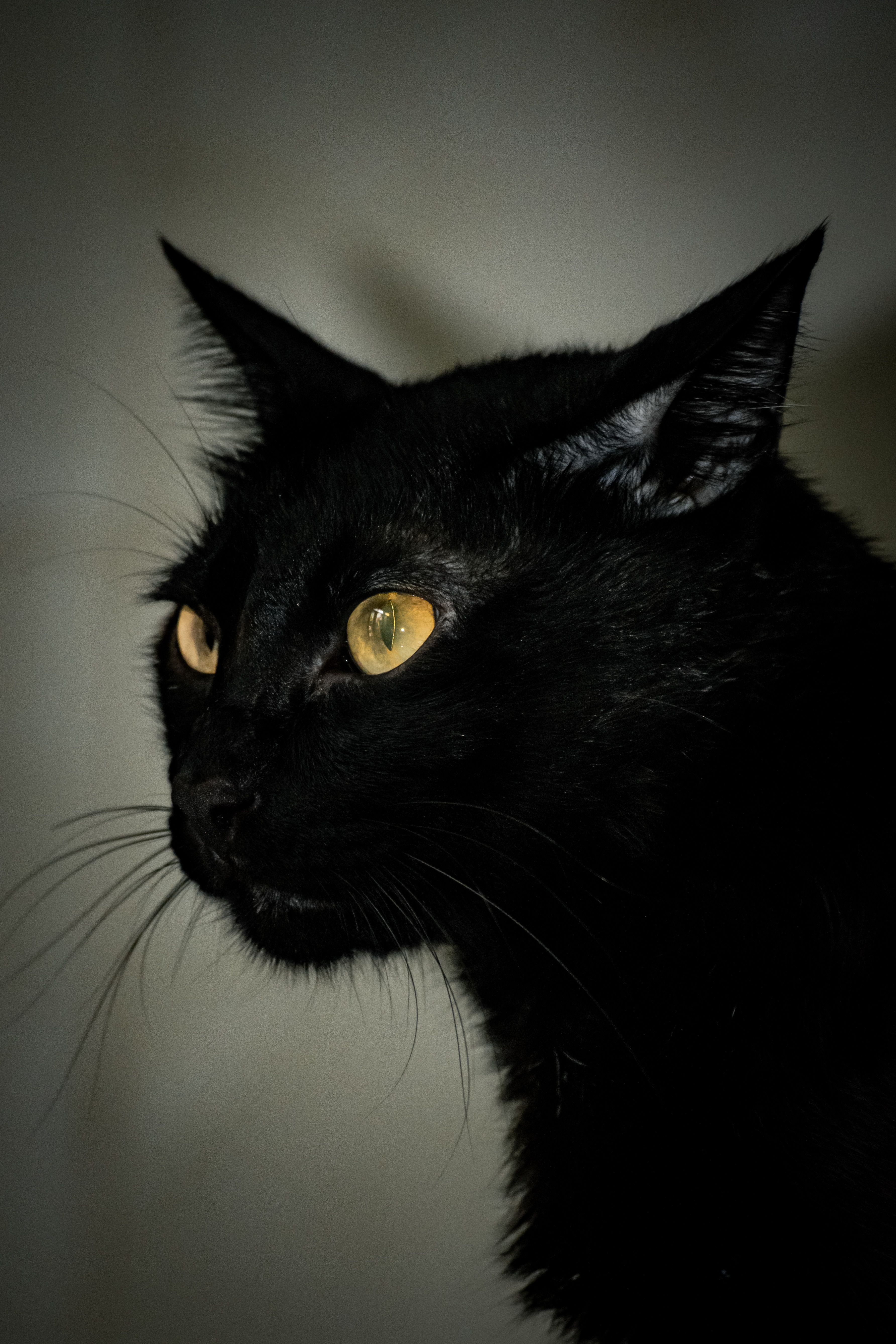 黒猫のくろべえ