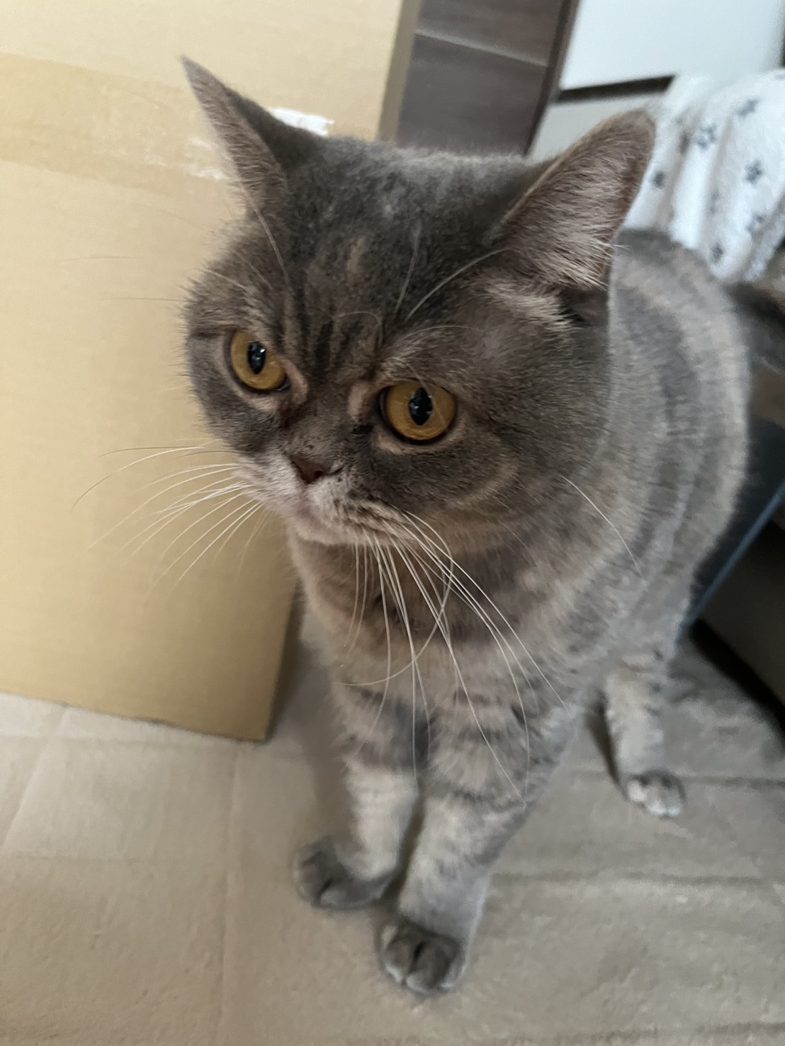 看板ネコむぎ