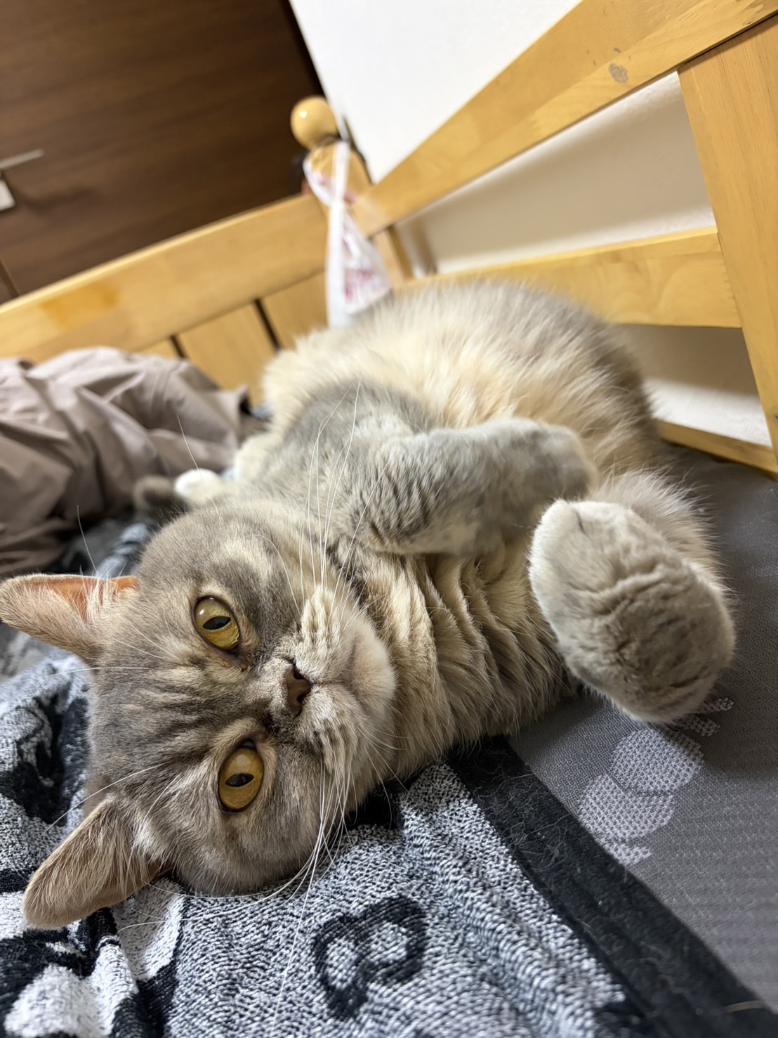 看板ネコむぎ